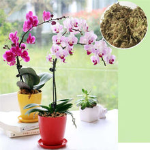 Load image into Gallery viewer, Sphagnum Moss Nutrition Organic