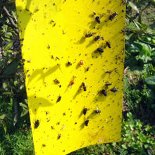 Load image into Gallery viewer, Fly Trap Catchers Bug