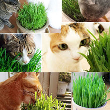 Load image into Gallery viewer, 300pcs/Pack Cat Grass 100% High Quality And High Survival Rate