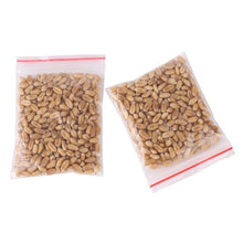Load image into Gallery viewer, 300pcs/Pack Cat Grass 100% High Quality And High Survival Rate