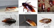 Load image into Gallery viewer, Powder Cockroach Killing
